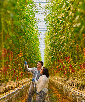 Two Nature Fresh employees checking the tomato plants